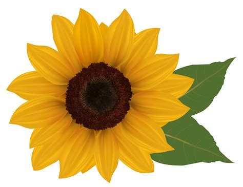 Free Sunflower Clipart Transparent Background, Download Free Sunflower ...