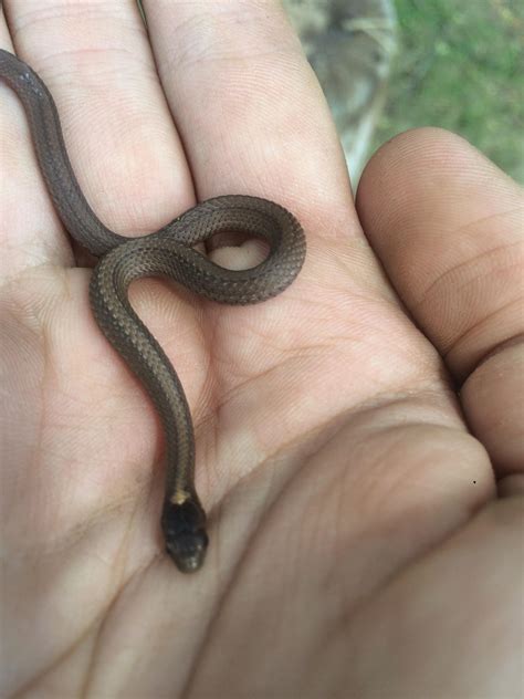 A baby Copperbelly I found out at my camp : r/snakes