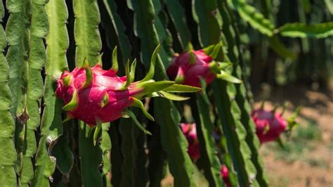 Dragon Fruit Plant - De Orchids