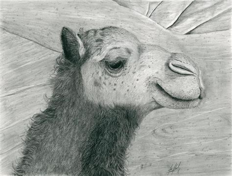 Camel Pencil Sketch: Unveiling the Beauty and Majestic Presence of ...