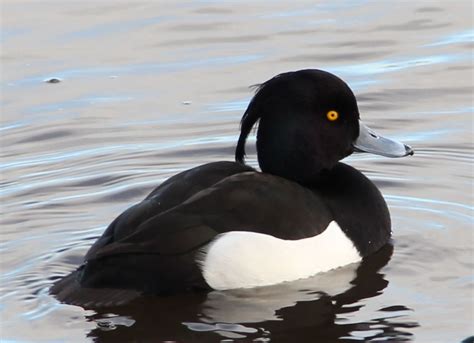 Tufted Duck | Duck photography, British wildlife, Big bird