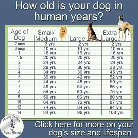 Dog Lifespan Chart | Dog ages, Dog years, Dog age chart