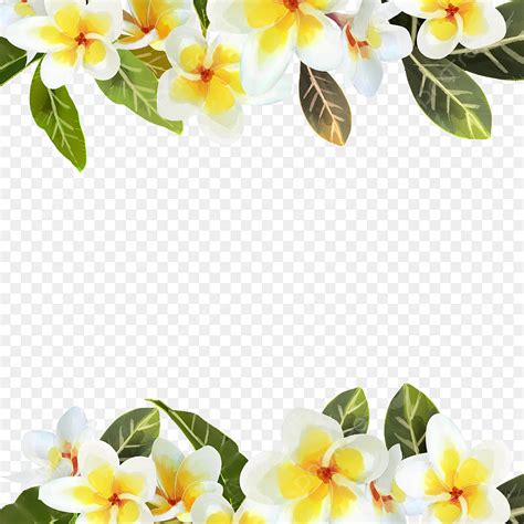 Frangipani PNG Image, Fashion Summer Watercolor Frangipani Border ...