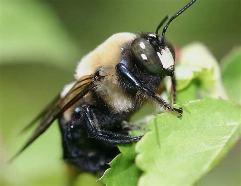 Do Carpenter Bees Sting? Are Wood Bees Aggressive? | Best Bee Brothers