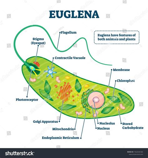 the structure of an euglena plant with labeled parts and description on ...