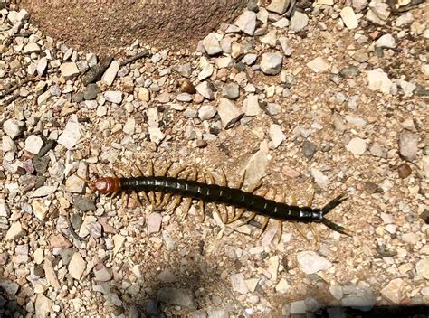 Texas RedHeaded Centipede/Giant Desert Centipede; 8in. Long : r/InsectPorn