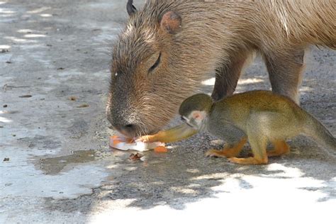 Are Capybaras Dangerous – Capybara