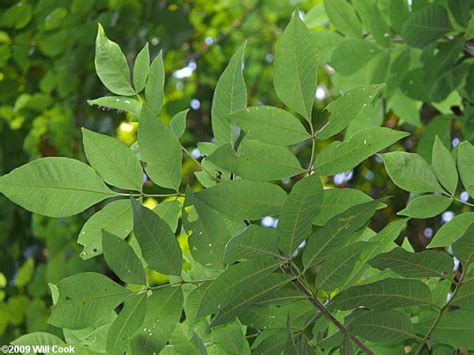 White Ash (Fraxinus americana)