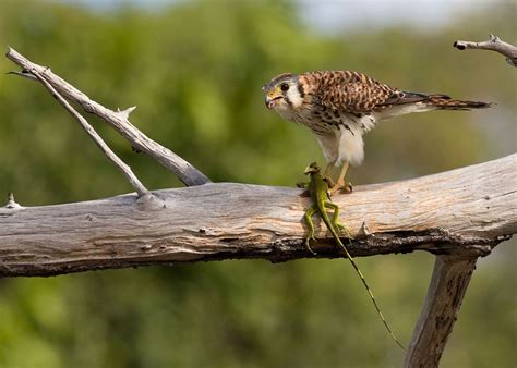 American Kestrel | Coniferous Forest