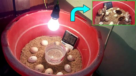 Diy egg incubator - pereace