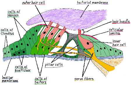 Draw a diagram of the organ of Corti and explain how this structure ...