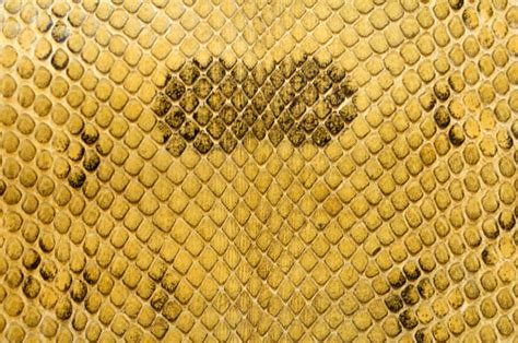 Anaconda Snake Skin Yellow Stock Photo - Download Image Now - iStock