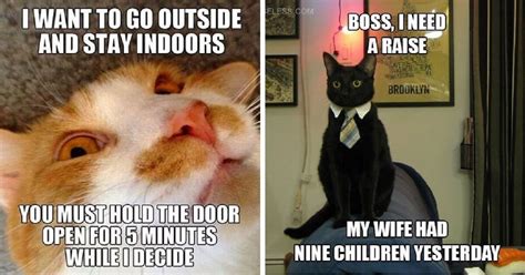 The Best Funny Cat Memes That Will Make You Die Laughing