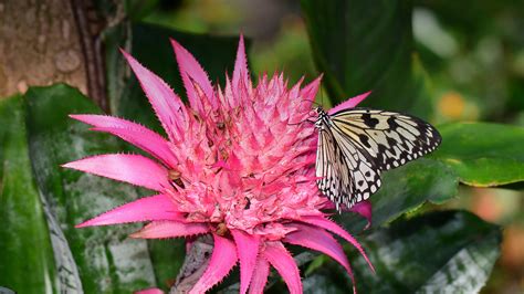 Bromeliad | San Diego Zoo Animals & Plants