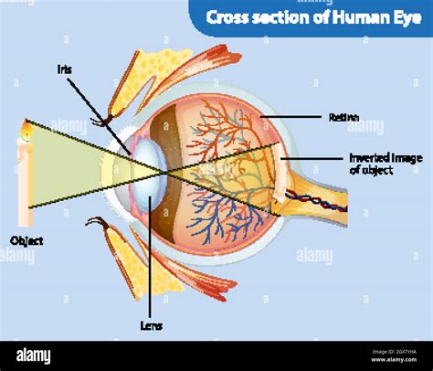 Diagram showing cross section of human eye Stock Vector Image & Art - Alamy