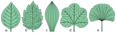 Nervure (feuille) | Feuille, Plante