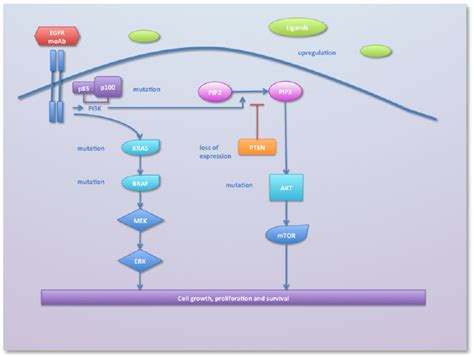 EGFR signaling pathways and its main transduction pathways. | Download ...