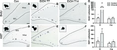 | Cellular proliferation markers are increased following 7 or 14 days ...