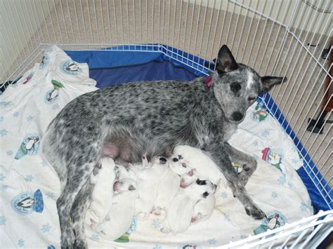 Blue Heelers - pups are born white and change color as they get older ...