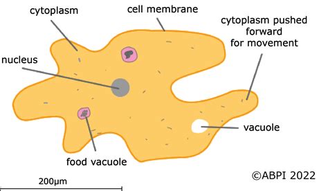 Protozoa Structure