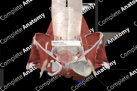 Iliopubic Tract | Complete Anatomy