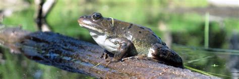 Columbia Spotted Frog - Yellowstone National Park (U.S. National Park ...