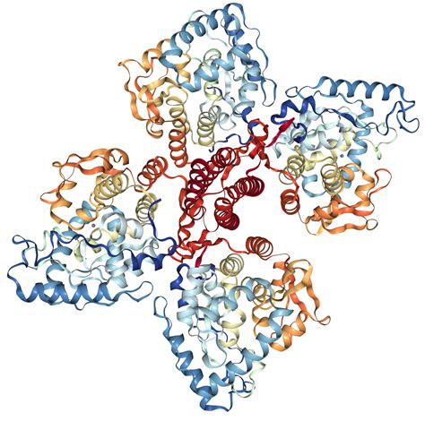 Tyrosine Hydroxylase Protein Overview | Sino Biological