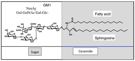 IJMS | Free Full-Text | Novel Molecular Mechanisms of Gangliosides in ...