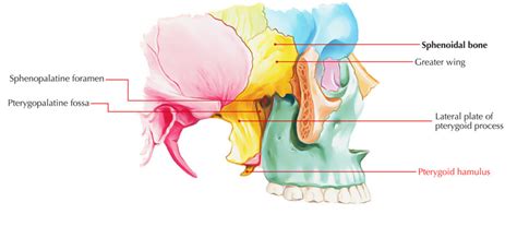 Pterygoid Hamulus – Earth's Lab