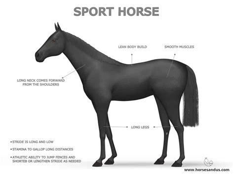 4 Types Of Light Horses [Sport, Stock, Baroque, Gaited]