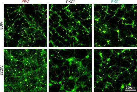 figure supplement 1 Dendrite development in sparse networks with ...