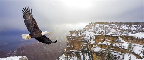 Animals & Wildlife at Grand Canyon | National Geographic Visitor Center