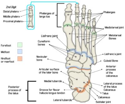 2019 Icd 10 Code For Amputation Metatarsal Left Toes