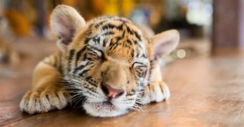 Baby Tiger: 5 Cub Pictures & 5 Facts - IMP WORLD