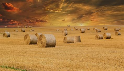 Hayfield Bales Of Hay Straw Field - Free photo on Pixabay - Pixabay