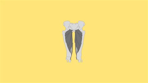 Gracilis Flap - Anatomy, Technique, Indications