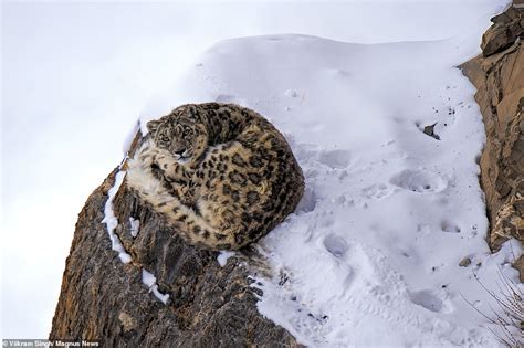 Rare snow leopard mother and 18-month-old cubs are spotted curling up ...