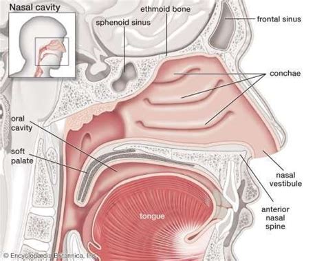 Nose Parts Diagram