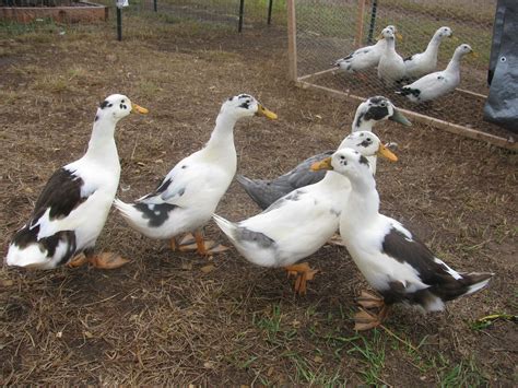 Gust Front Farm: Ancona ducks