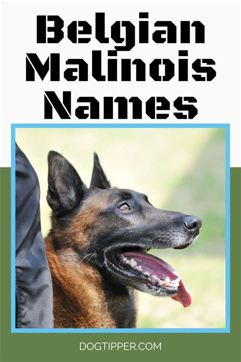 Belgian Malinois Names {Male + Female} | Belgian malinois, Dog names ...