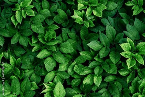 Green leaves pattern background, natural background and wallpaper ...