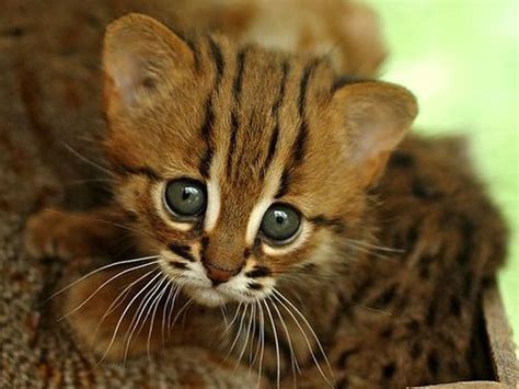 Rajasthan abode to World’s smallest cats, declared 'vulnerable' by IUCN ...