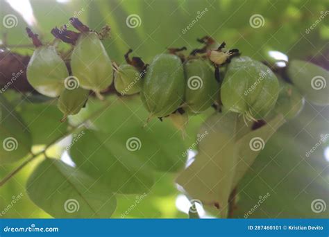 Belimbing Wuluh in the Garden Stock Image - Image of wuluh, belimbing ...