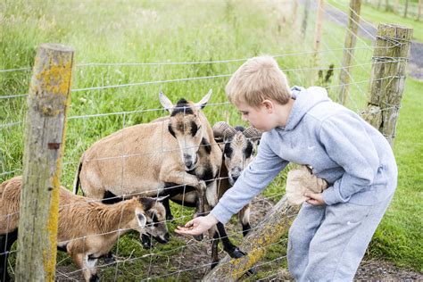 Feed the Animals – Tweddle Farm