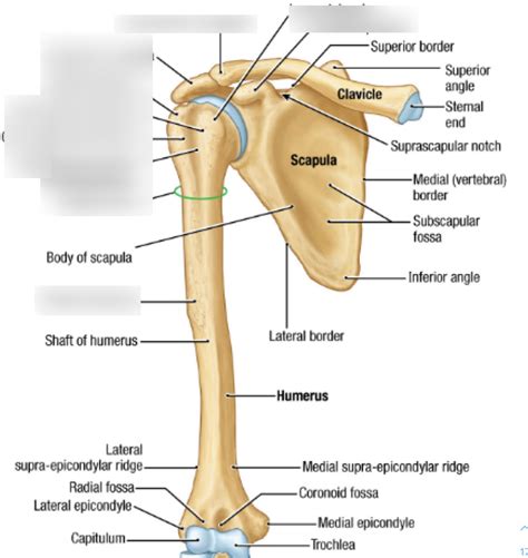 Osteology of the shoulder Diagram | Quizlet