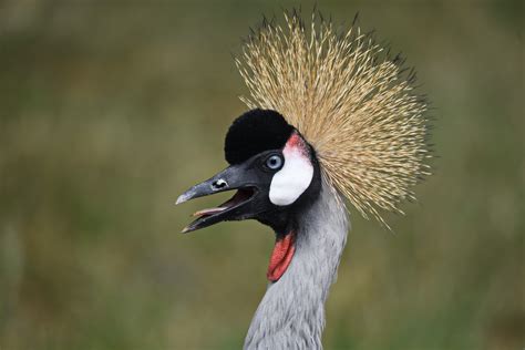 Grey crowned Crane | BirdForum