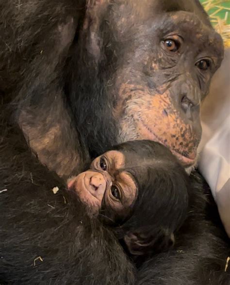 It's a girl! North Carolina Zoo welcomes baby chimp, second newborn ...