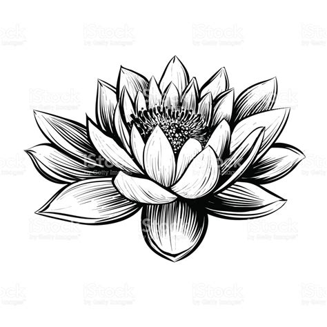 Lily Pad Flower Drawing | Free download on ClipArtMag