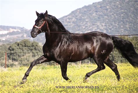 andalusian horse | BLACK ANDALUSIAN HORSE 4 YO - 165 CM WWW ...