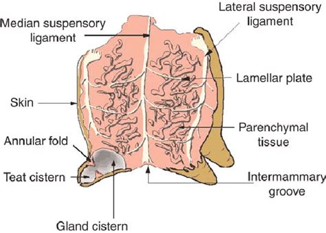 Parts Of A Dairy Cow Diagram - All About Cow Photos